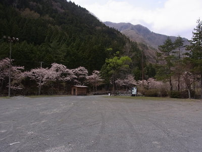 西山温泉　湯島の湯は桜が満開